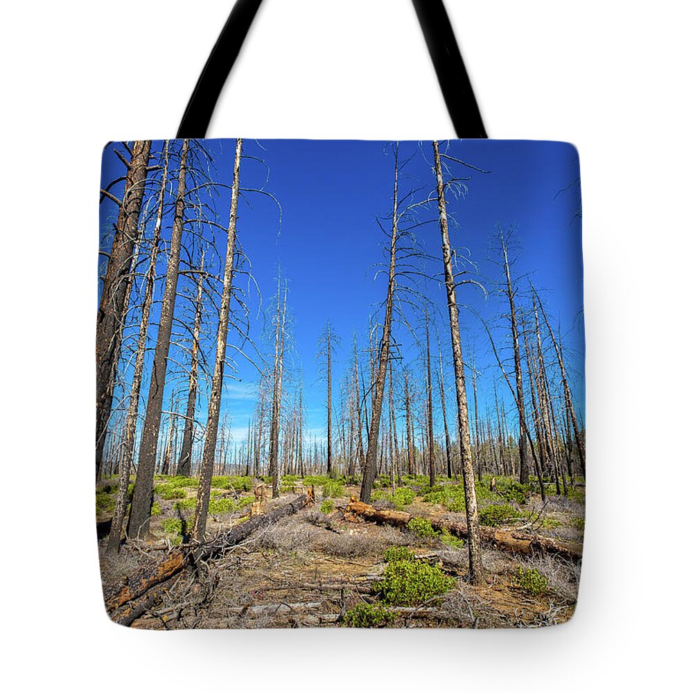 Bryce Canyon National Park Tote Bag featuring the photograph Bryce Canyon Forest by Raul Rodriguez