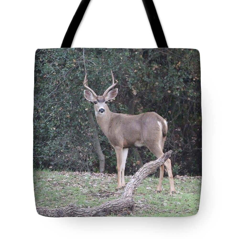Buck Tote Bag featuring the photograph Buck by Christy Pooschke