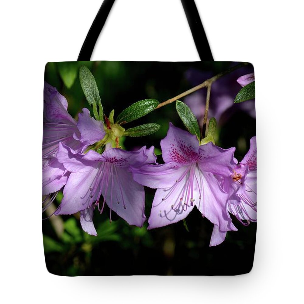 Azaleas Tote Bag featuring the photograph Buds And Blooms by Angie Tirado