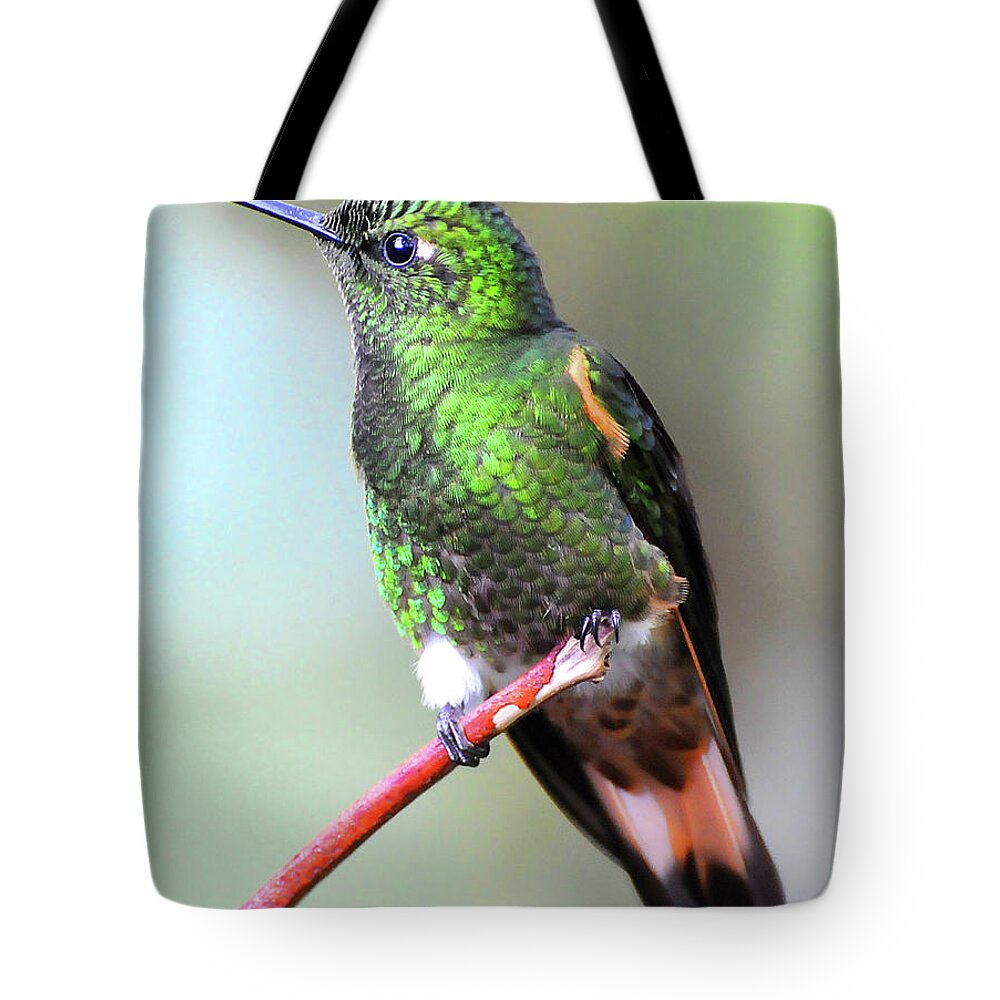 Buff Tote Bag featuring the photograph Buff Hummingbird by Ted Keller
