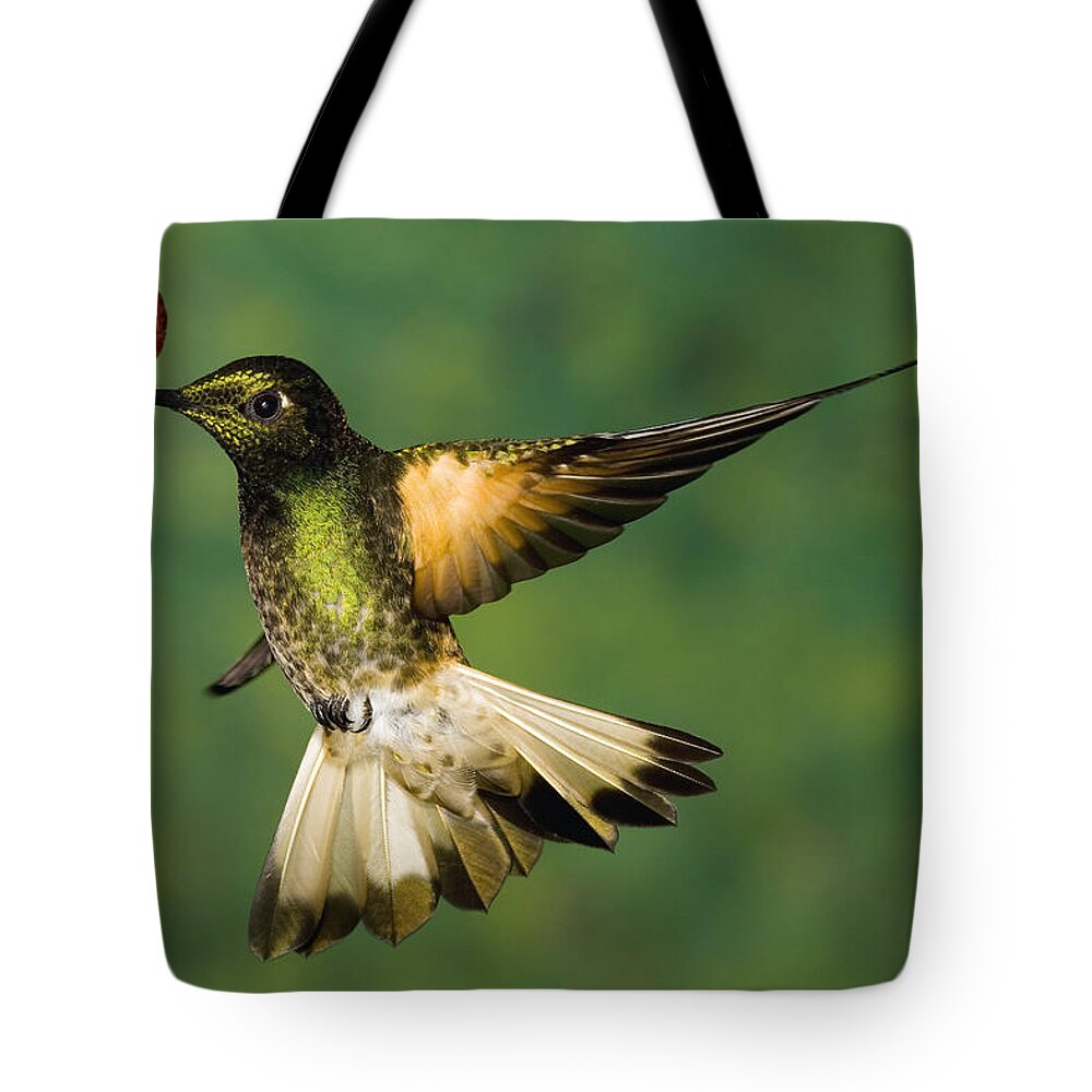00221359 Tote Bag featuring the photograph Buff-tailed Coronet Feeding by Tom Vezo