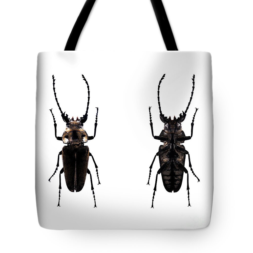 Bug Tote Bag featuring the photograph Bug Series 030 by Clayton Bastiani