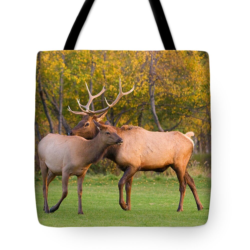 Autumn Tote Bag featuring the photograph Bull and Cow Elk - Rutting Season by James BO Insogna