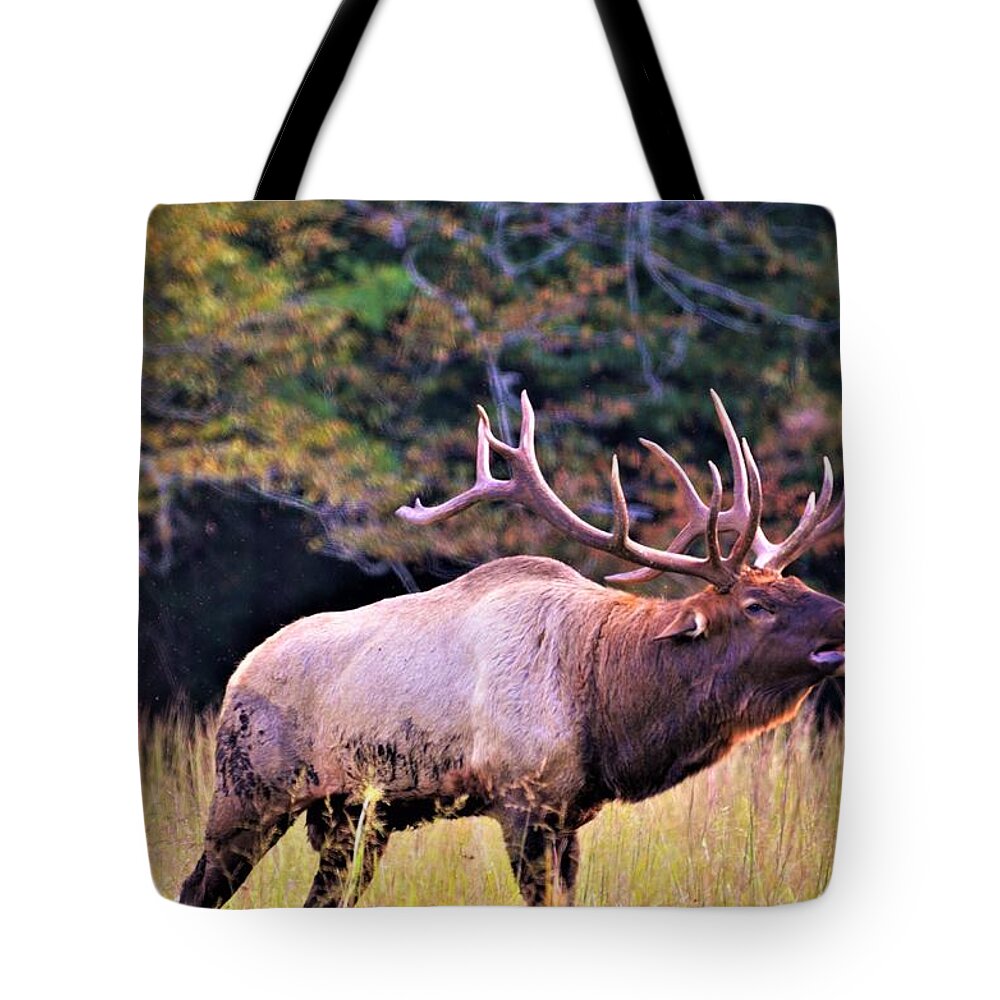Rut Tote Bag featuring the photograph Bull calling his herd by Chuck Brown