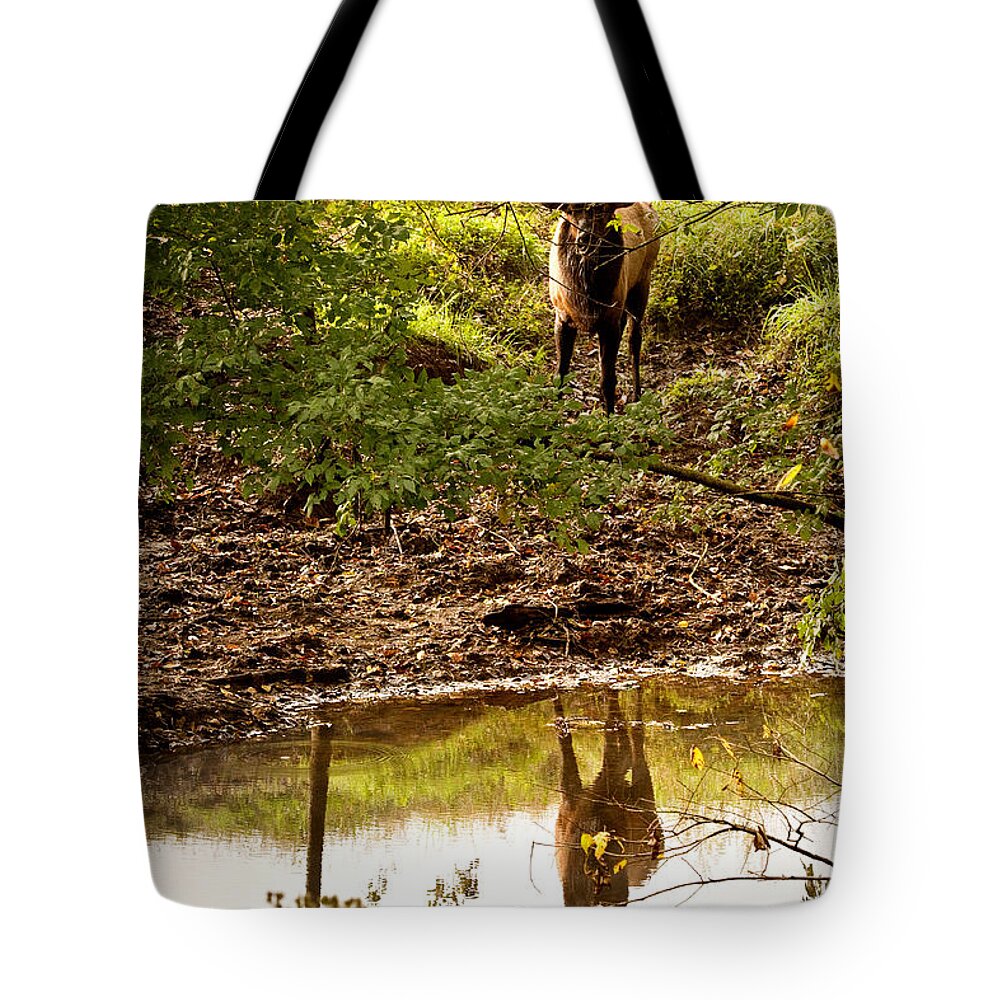 Bull Elk Tote Bag featuring the photograph Bull Elk at Waterhole by Michael Dougherty