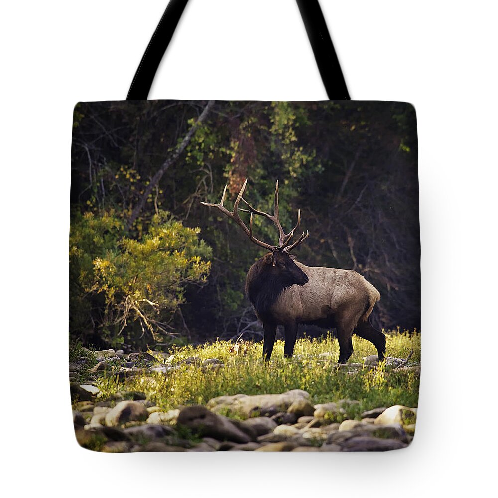 Bull Elk Tote Bag featuring the photograph Bull Elk Checking for Competition by Michael Dougherty