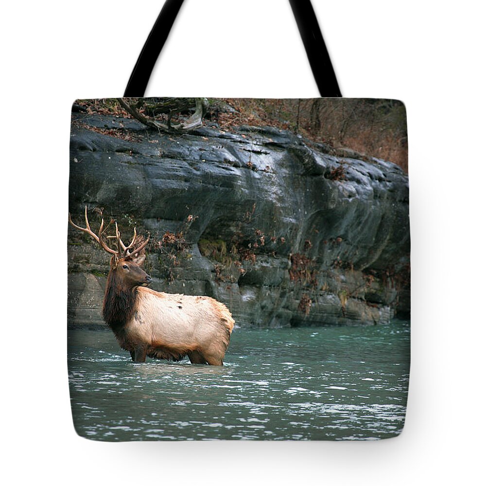 Bull Elk Tote Bag featuring the photograph Bull Elk Crossing the Buffalo River by Michael Dougherty