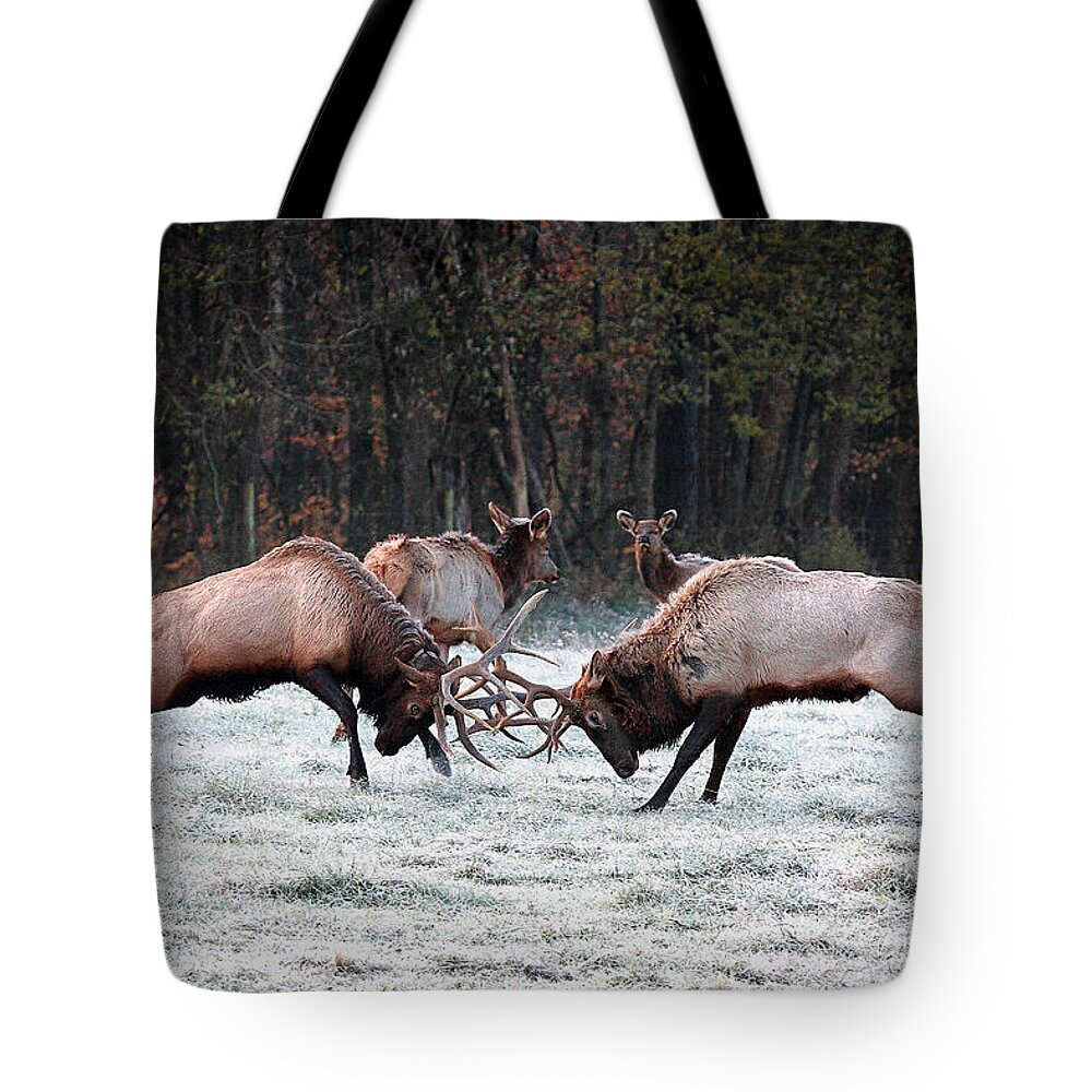 Bull Fight Tote Bag featuring the photograph Bull Elk Fighting in Boxley Valley by Michael Dougherty