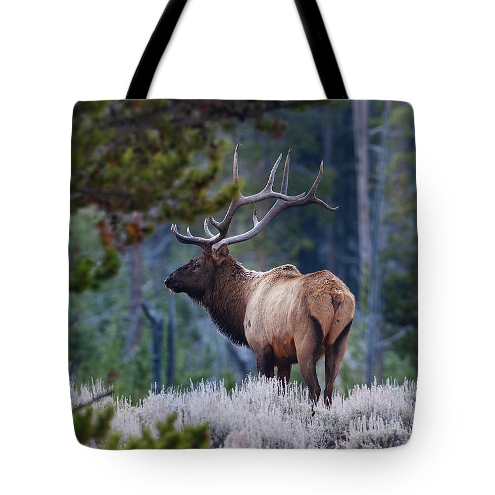 Mark Miller Photos Tote Bag featuring the photograph Bull Elk in Forest by Mark Miller