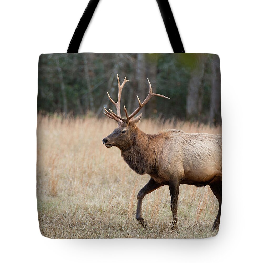 Deer Tote Bag featuring the photograph Bull Elk by Jack Nevitt