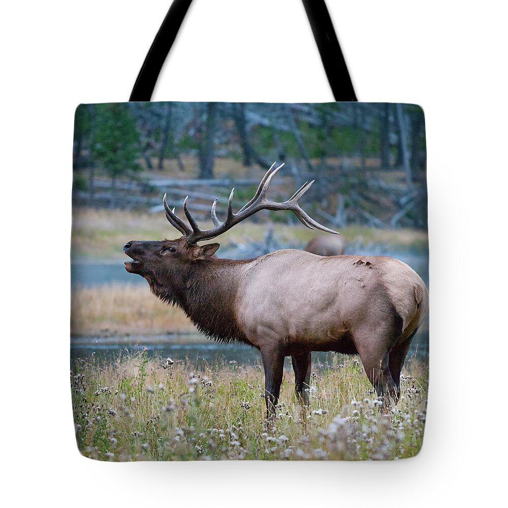 Antelope Tote Bag featuring the photograph Bull Elk Next to River by Wesley Aston