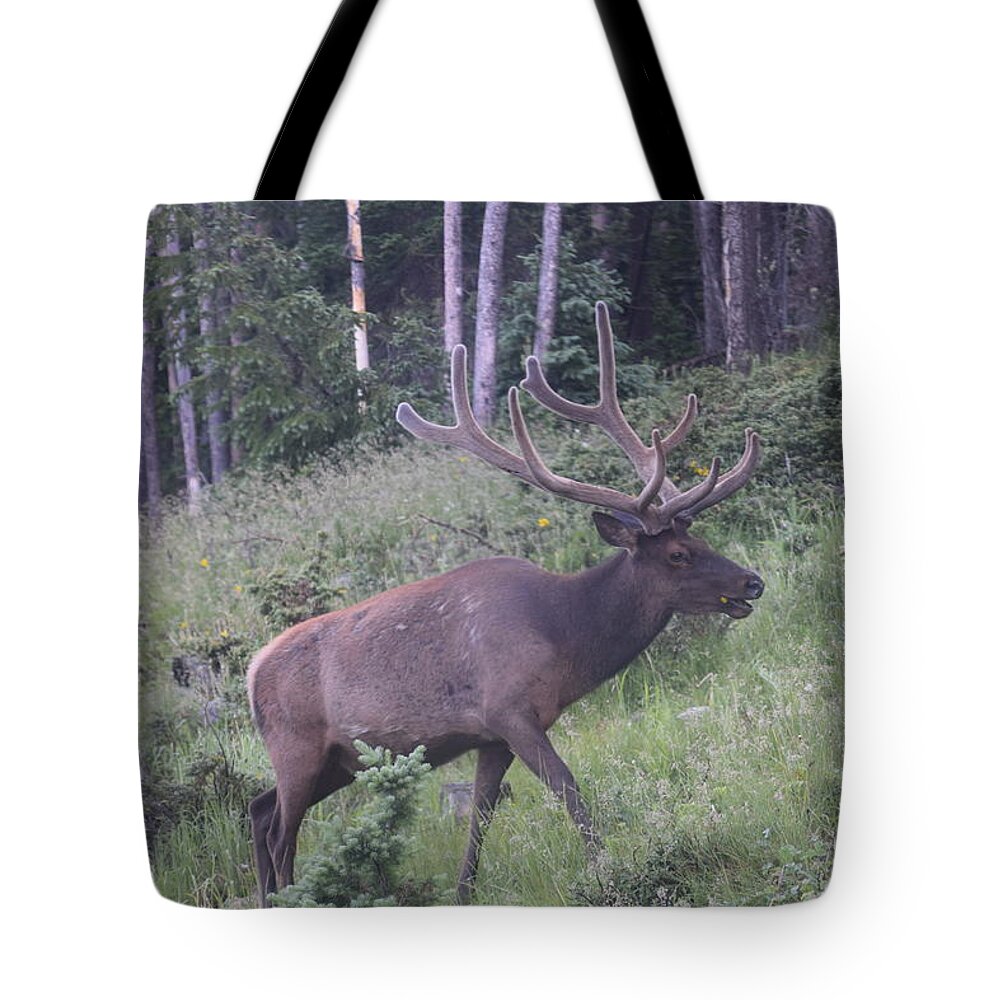 Animal Tote Bag featuring the photograph Bull Elk Rocky Mountain NP CO by Margarethe Binkley