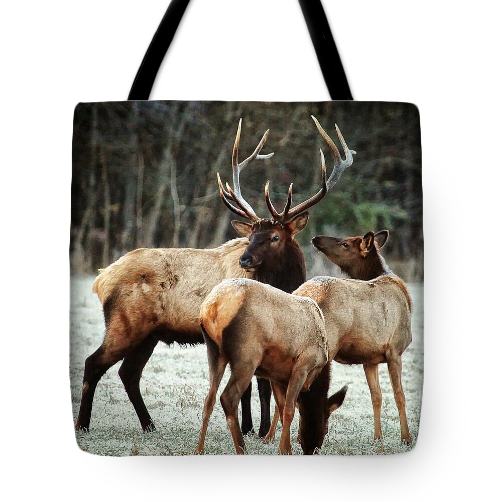 Bull Elk Tote Bag featuring the photograph Bull Elk with Cows in the Late Rut by Michael Dougherty
