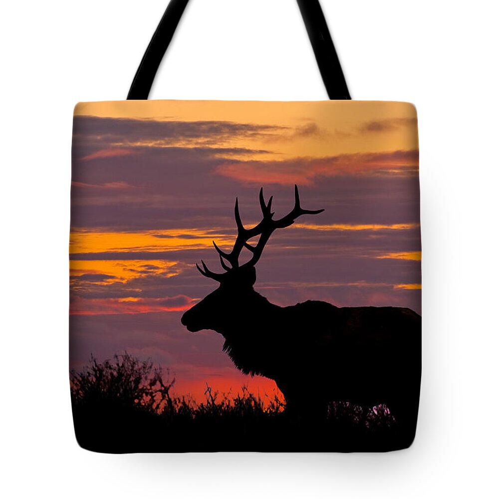 Animal Tote Bag featuring the photograph Bull Tule Elk Silhouetted at Sunset by Jeff Goulden
