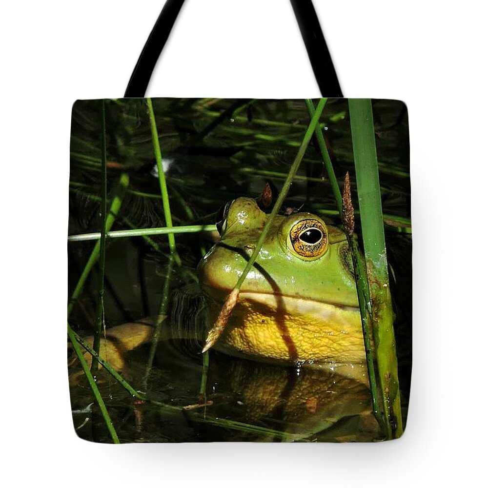 Frog Tote Bag featuring the photograph Bullfrog by Connor Beekman