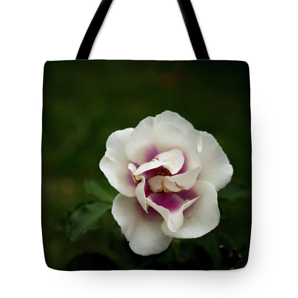 Close-up Tote Bag featuring the photograph Bull's Eye Rose by K Bradley Washburn