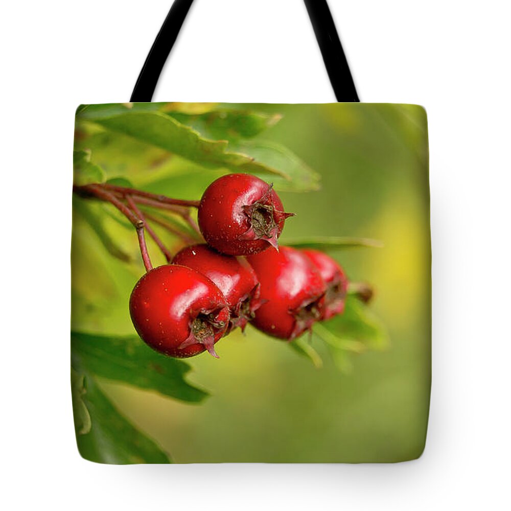Bunch Tote Bag featuring the photograph Bunch of Hawthorn berries by Elena Perelman
