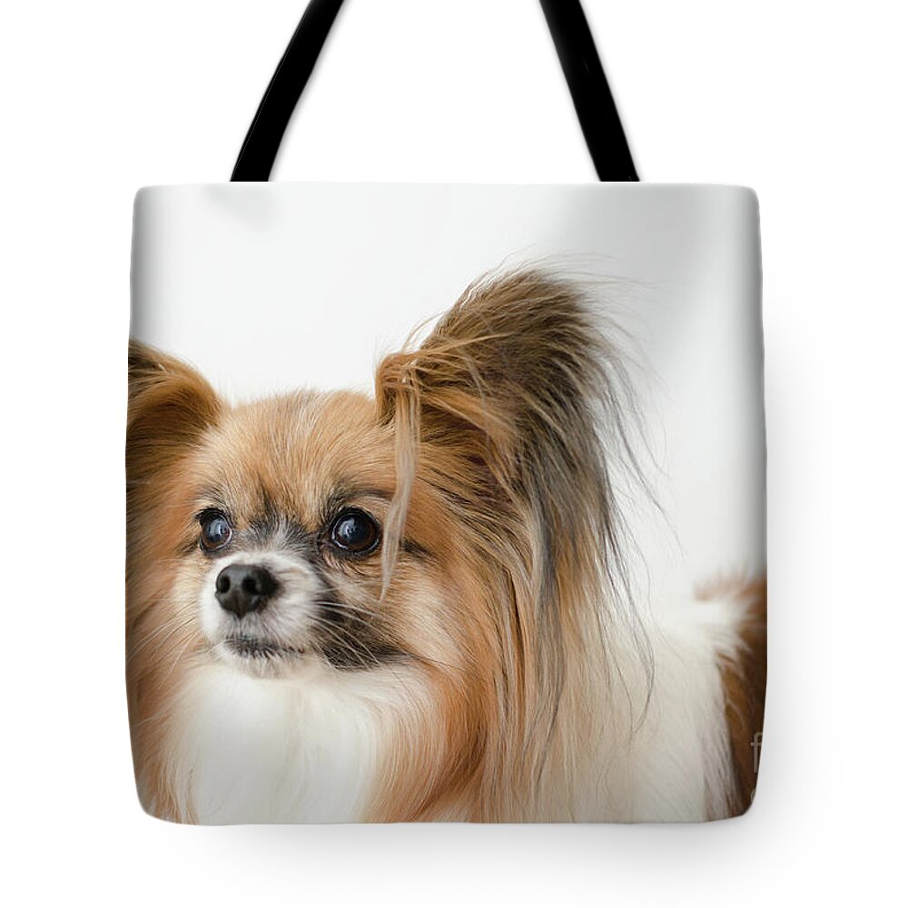 Papillon Dog Photograph Tote Bag featuring the photograph Bunny by Irina ArchAngelSkaya