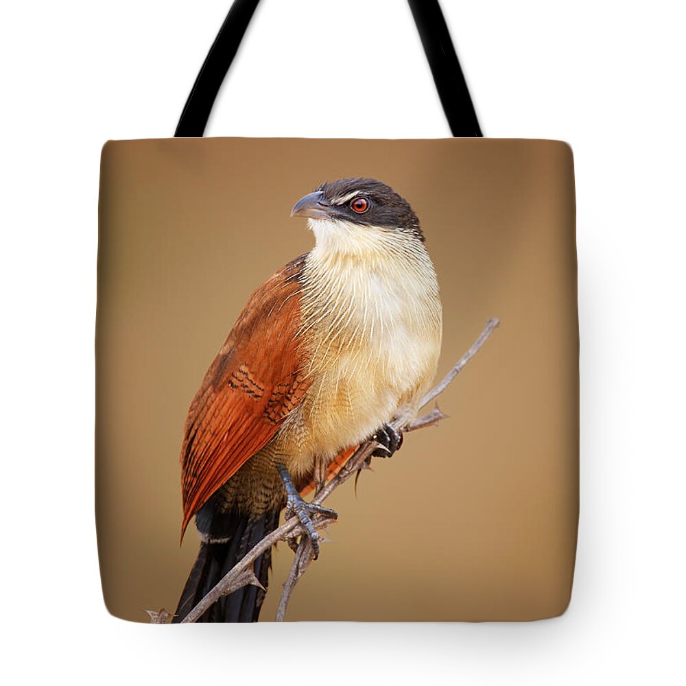 Bird Tote Bag featuring the photograph Burchell's coucal - Rainbird by Johan Swanepoel