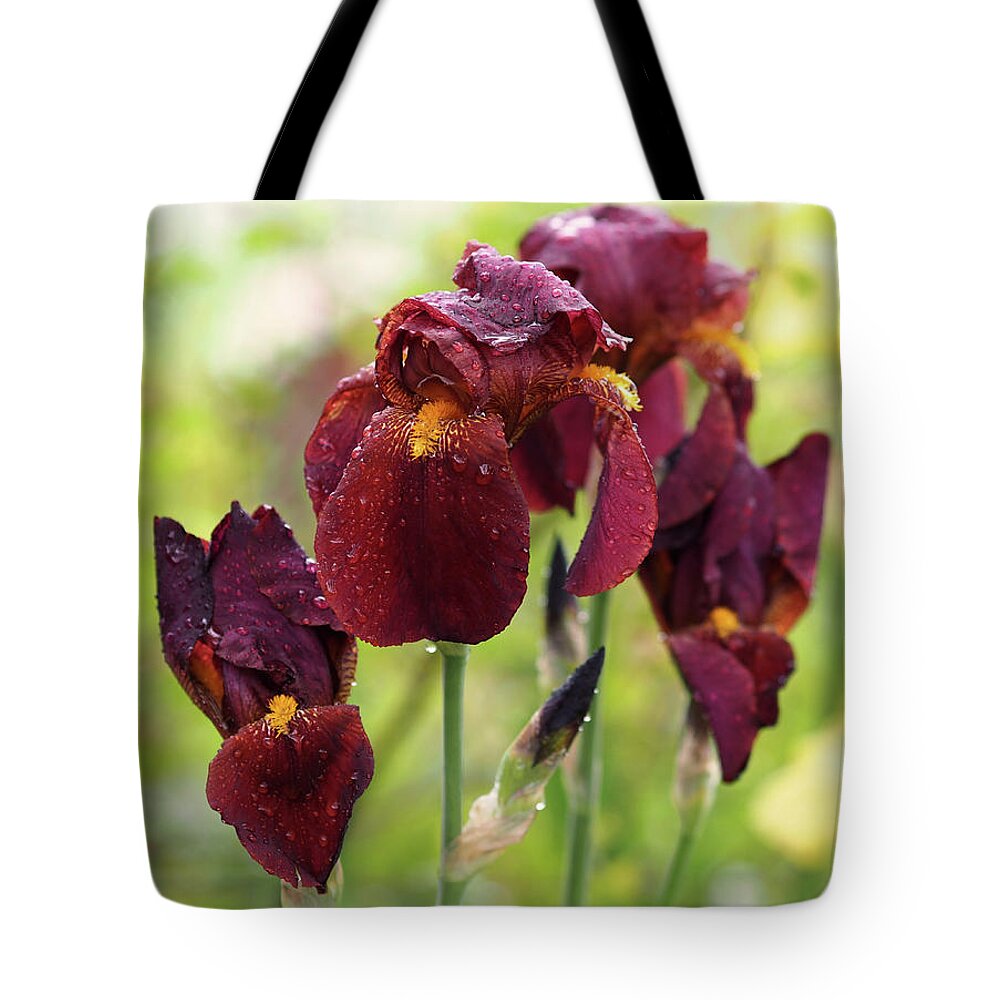 Iris Tote Bag featuring the photograph Burgundy Bearded Irises in the Rain by Rona Black
