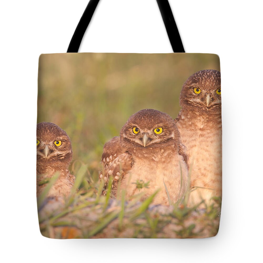 Clarence Holmes Tote Bag featuring the photograph Burrowing Owl Siblings by Clarence Holmes
