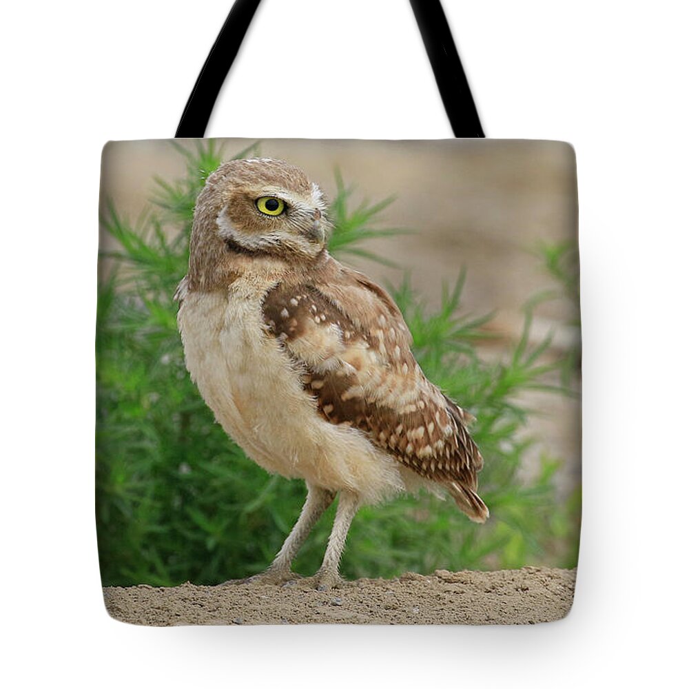 Burrowing Owl Tote Bag featuring the photograph Burrowing Owl Standing by Steve McKinzie