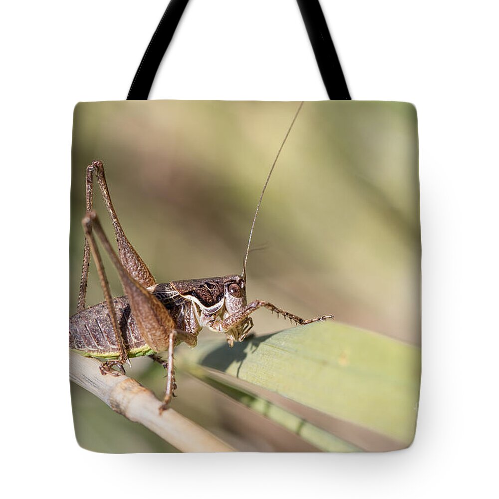 Animal Tote Bag featuring the photograph Bush cricket by Jivko Nakev