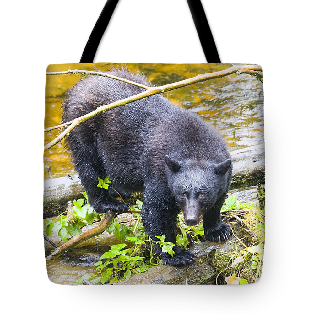 Wildlife. Black Bear Tote Bag featuring the photograph Busted by Harold Piskiel