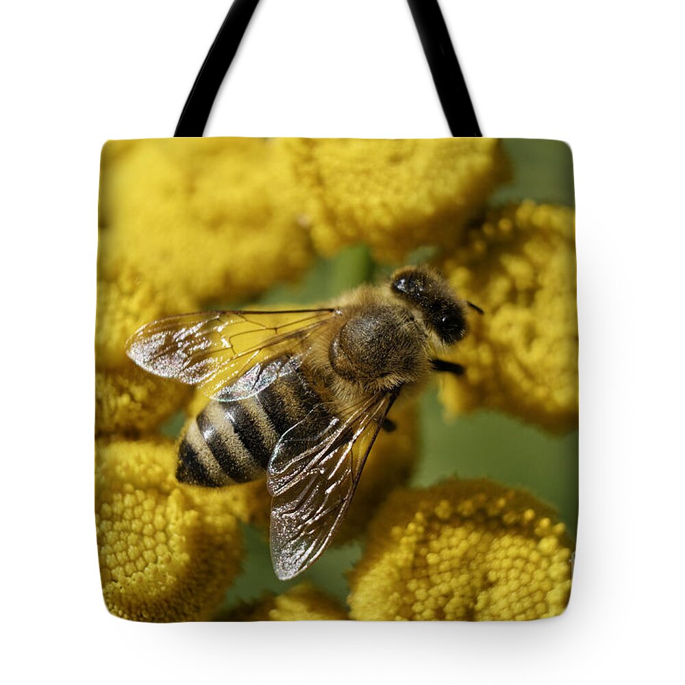 Honey Bee Tote Bag featuring the photograph Busy honey bee by John Mitchell