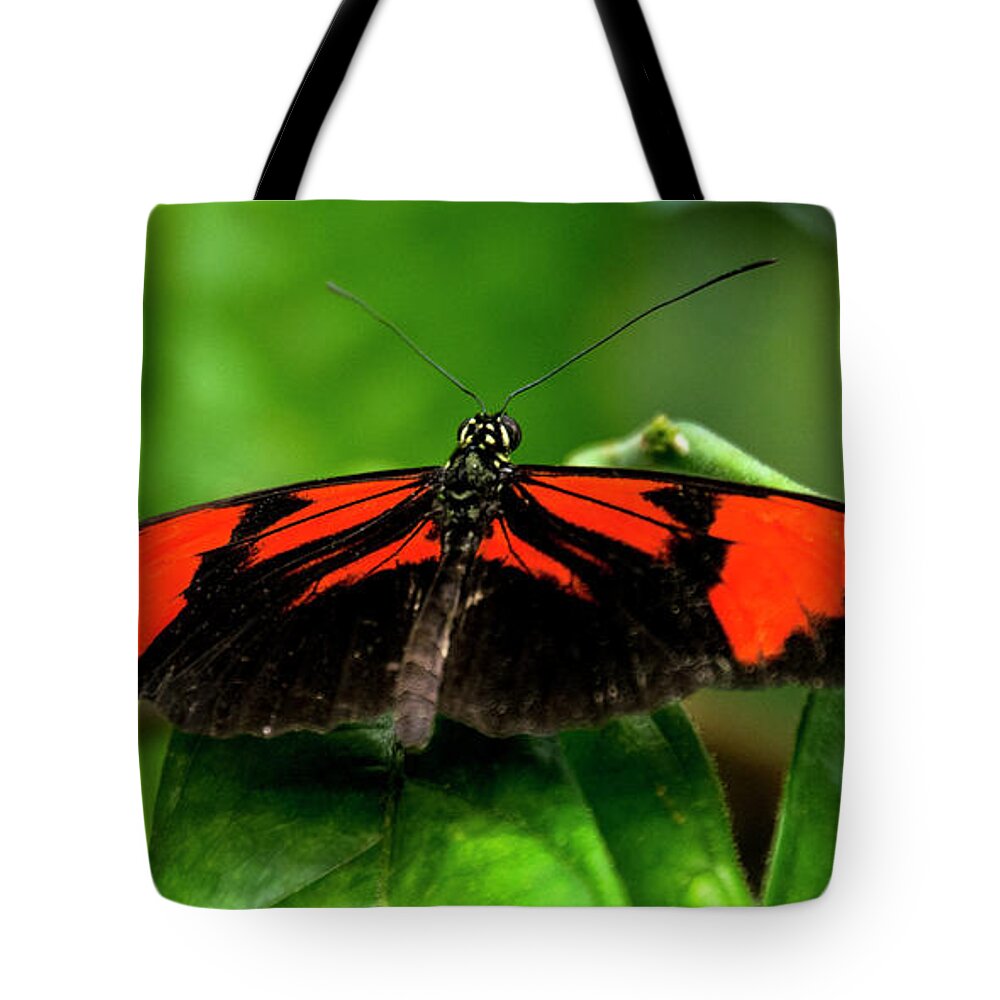 Butterfly Tote Bag featuring the photograph Butterfly #1955 by Chuck Flewelling