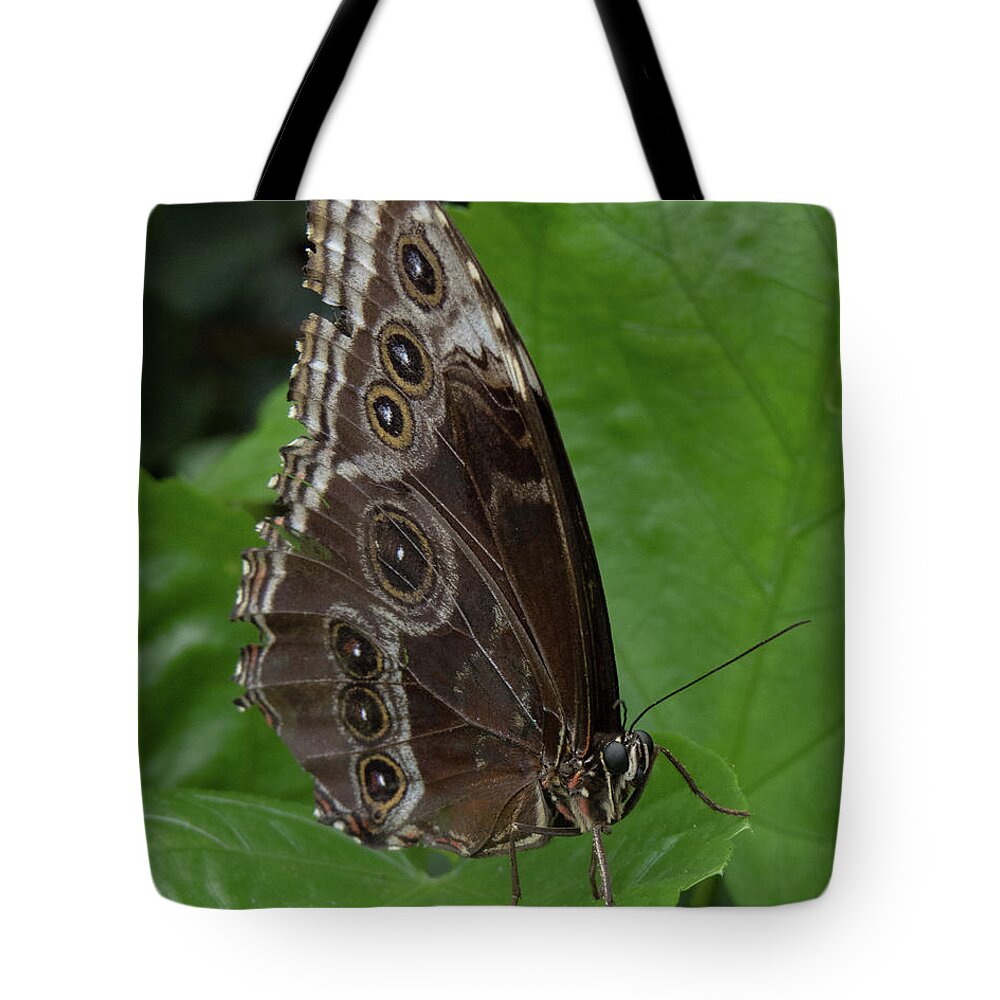 Butterfly Tote Bag featuring the photograph Butterfly 5 by Christy Garavetto