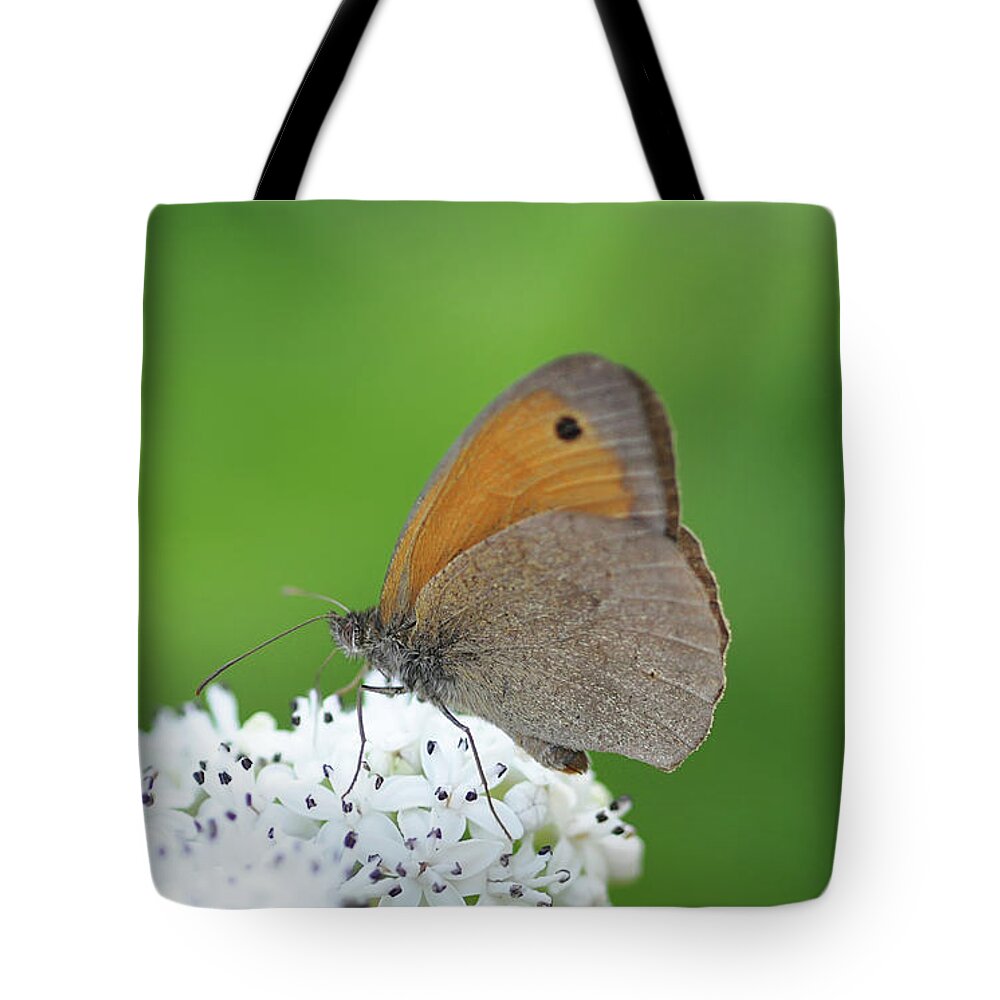 Animal Tote Bag featuring the photograph Butterfly by Bess Hamiti