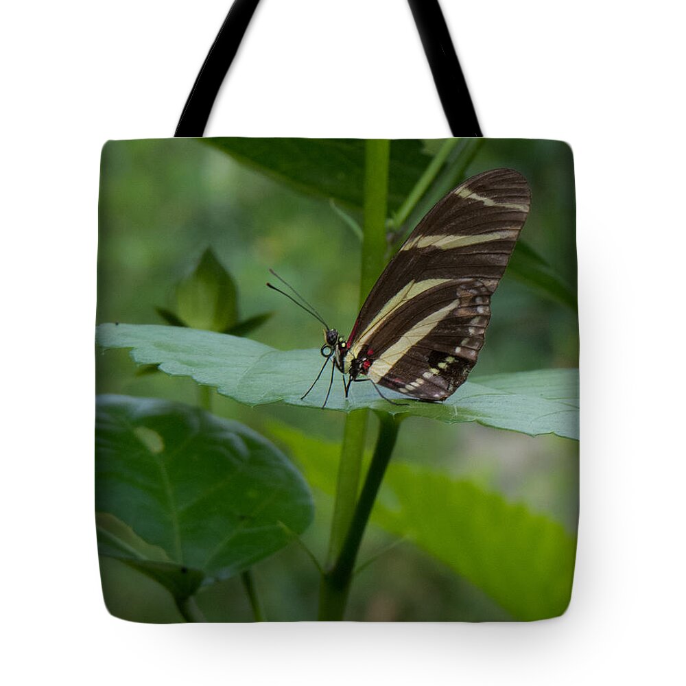 Butterfly Tote Bag featuring the photograph Butterfly 2 by Christy Garavetto
