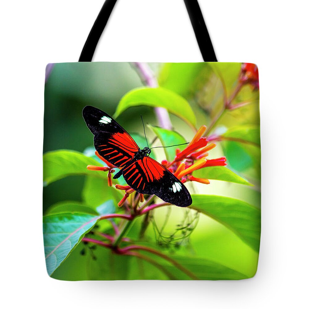 Cockrell Butterfly Center Tote Bag featuring the photograph Butterfly by David Morefield