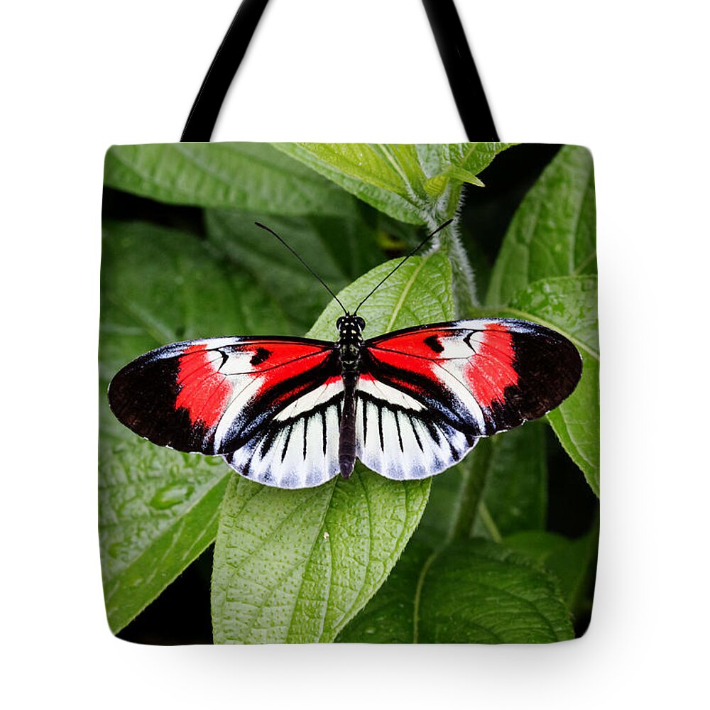 Florida Tote Bag featuring the photograph Butterfly World - Piano Key Butterfly by Ronald Reid