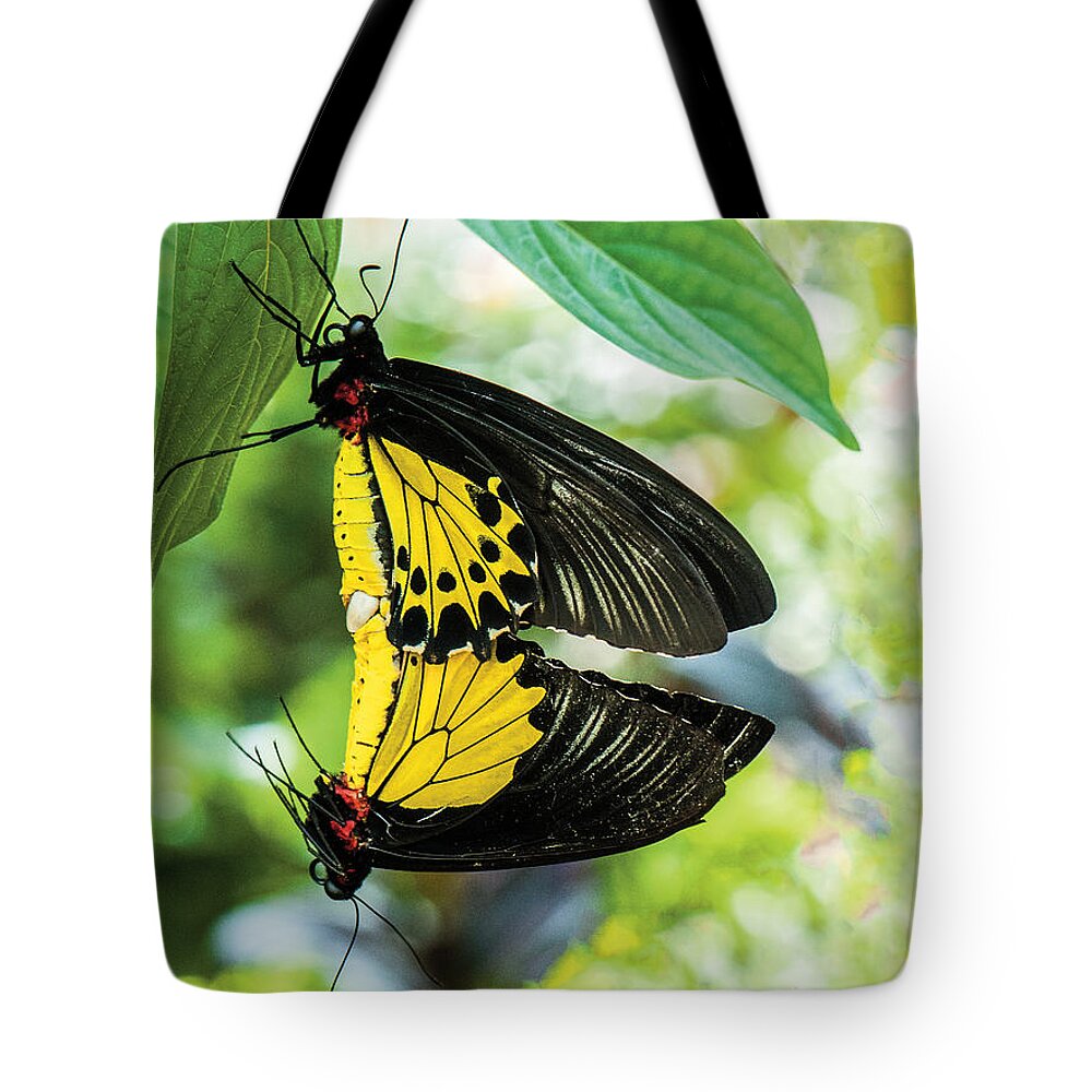 Wildlife Tote Bag featuring the photograph Butterfly Mating by William Bitman
