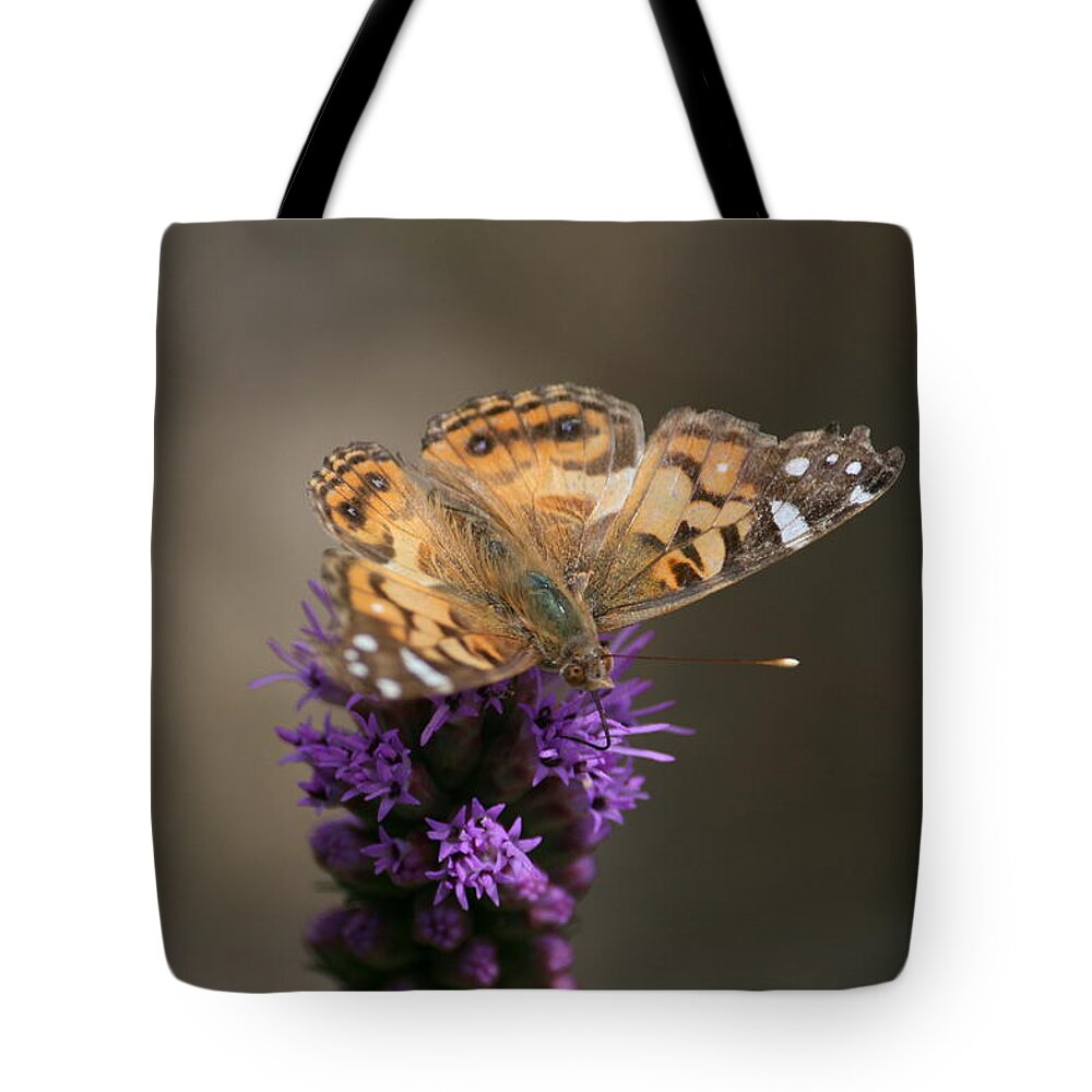 Purple Tote Bag featuring the photograph Butterfly in Solo by Cathy Harper