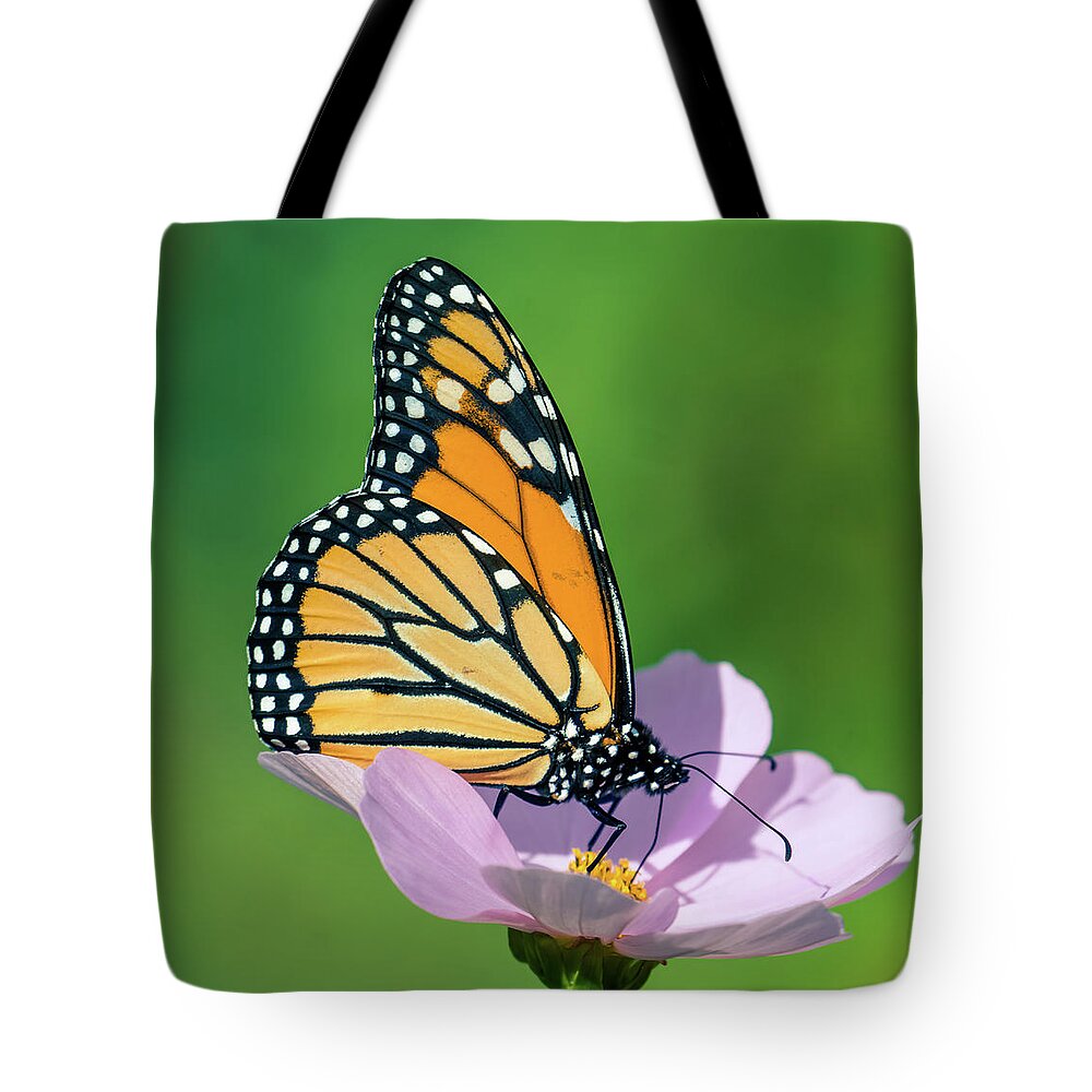 Butterfly On The Flower Tote Bag featuring the photograph BUtterfly on the flower 3 by Lilia S