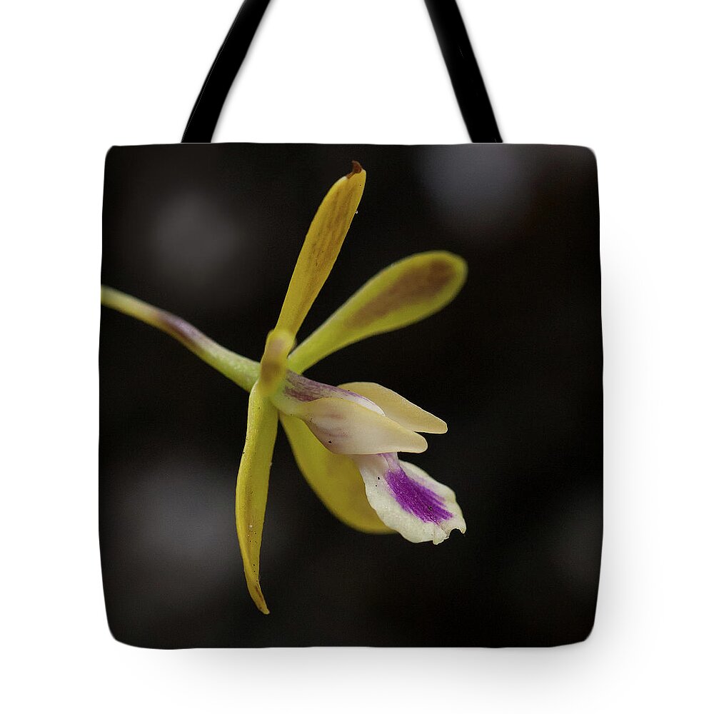 Orchid Tote Bag featuring the photograph Butterfly Orchid #1 by Paul Rebmann