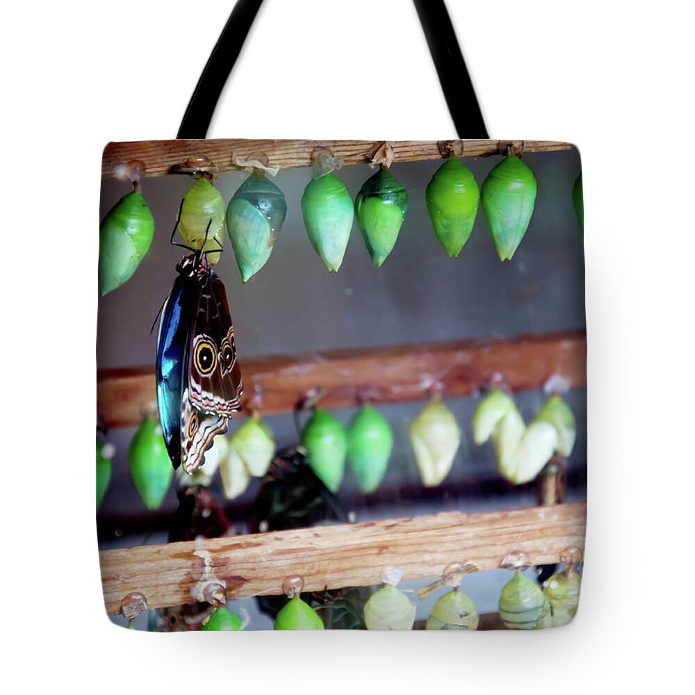 Butterfly Chrysalis Tote Bag featuring the photograph Butterfly With Butterfly Chrysalis 1 by Andee Design