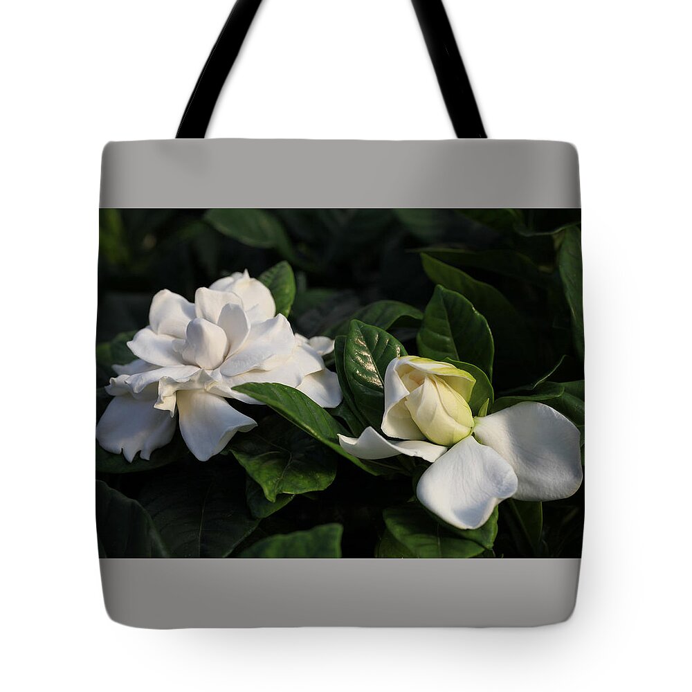 Gardenia Tote Bag featuring the photograph Buttermint Gardenia by Tammy Pool