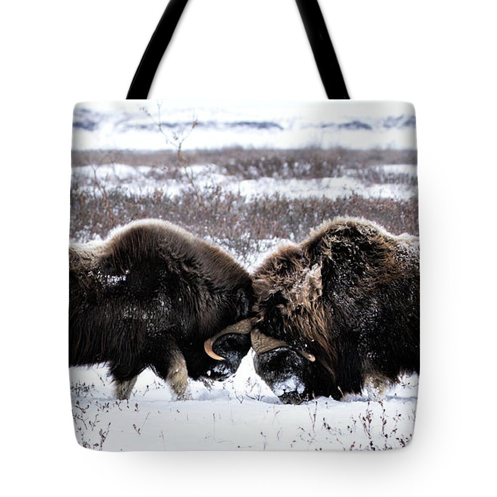Usa Tote Bag featuring the photograph Butting Heads by Cheryl Strahl