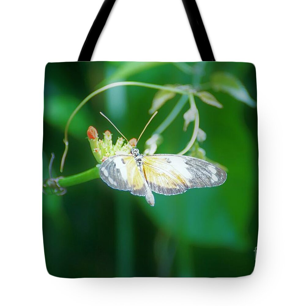 Cleveland Ohio Butterfly Tote Bag featuring the photograph c4 by Merle Grenz