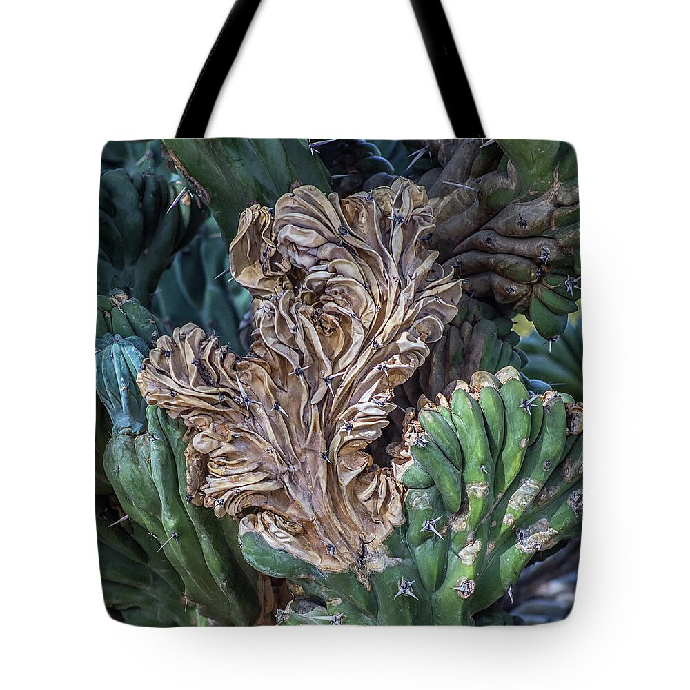 Cactus Tote Bag featuring the photograph Cactus Abstract 5744-041018-1cr by Tam Ryan