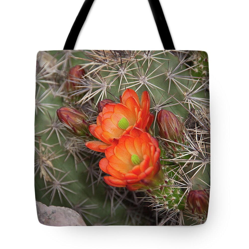 Arizona Tote Bag featuring the photograph Cactus Blossoms by Monte Stevens