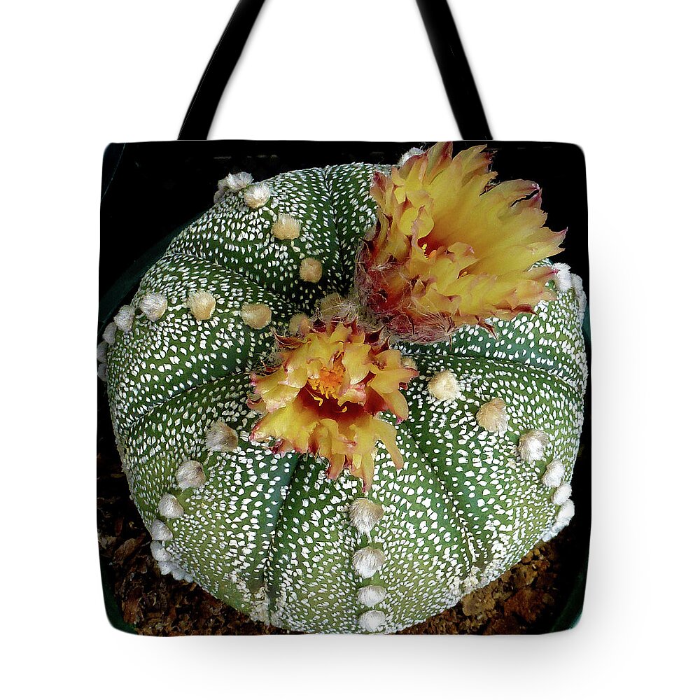 Cactus Tote Bag featuring the photograph Cactus Flower 10 by Selena Boron