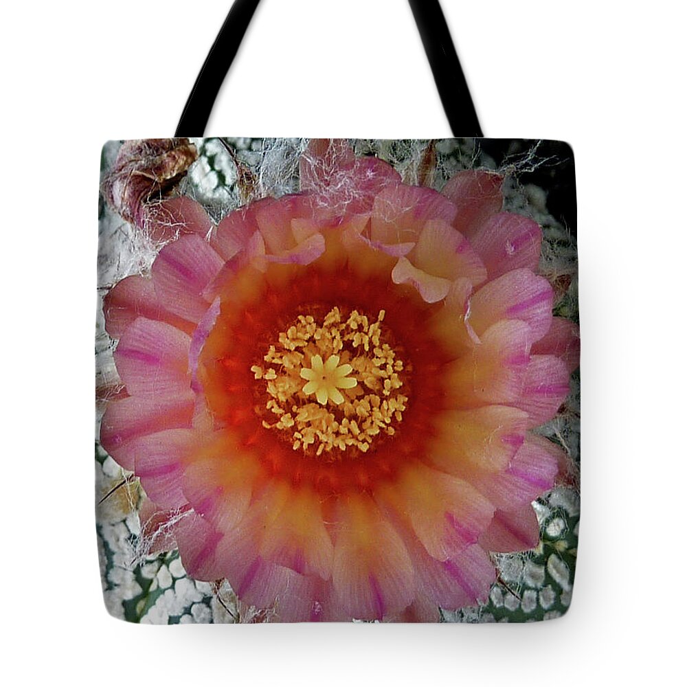 Cactus Tote Bag featuring the photograph Cactus Flower 5 by Selena Boron