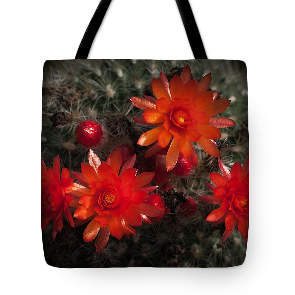 Cactus Tote Bag featuring the photograph Cactus Red Flowers by Catherine Lau