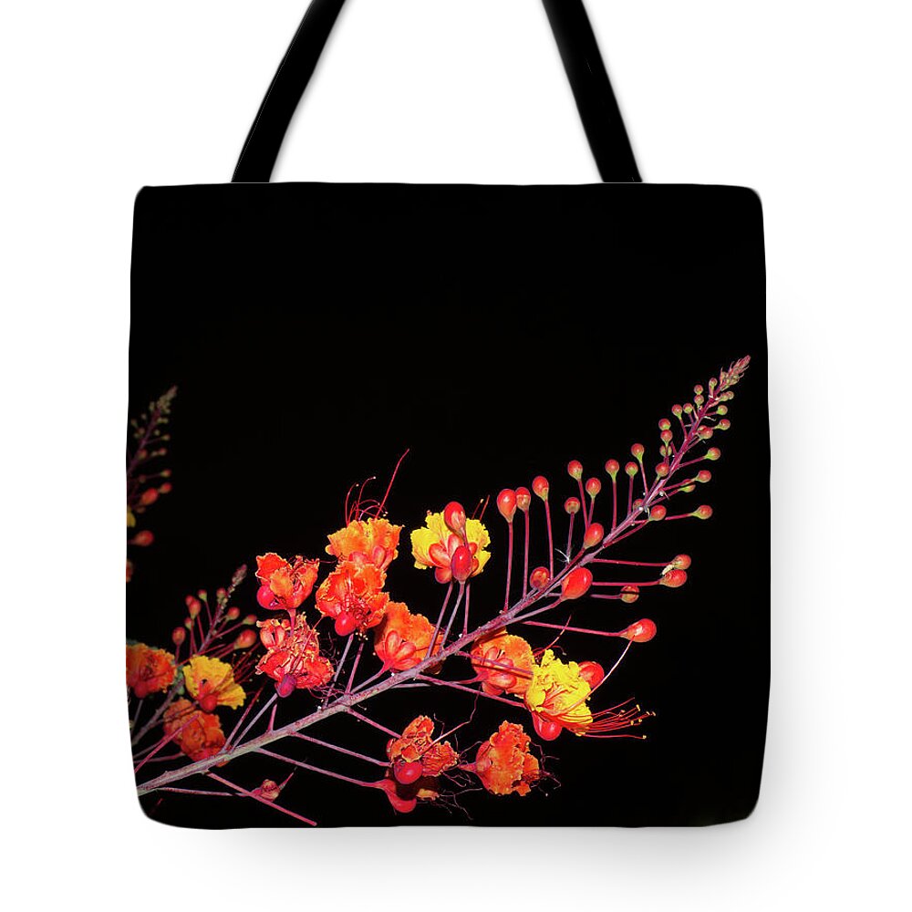 Orcinusfotograffy Tote Bag featuring the photograph Caesalpinia pulcherrima by Kimo Fernandez