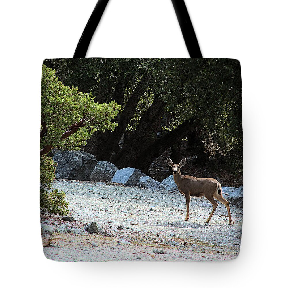 California Mule Deer Tote Bag featuring the photograph California Mule Deer by Viktor Savchenko